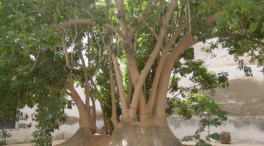 je-pense-que-c-est-peut